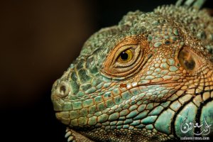 IMG_4338.jpg