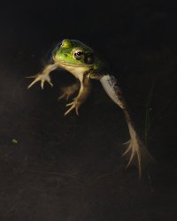 Frog-1.JPG