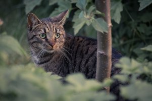 Victor Jones-Kat-10.jpg