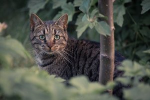 Victor Jones-Kat-11.jpg
