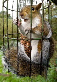Criminal Squirrel.png