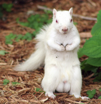 Nuts.png