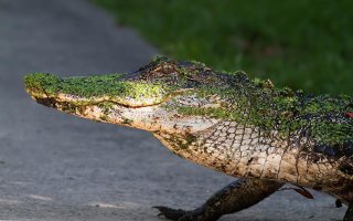 Alligator Walking Into Swamp.jpg