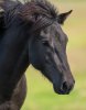 Black Icelandic Horse.jpg