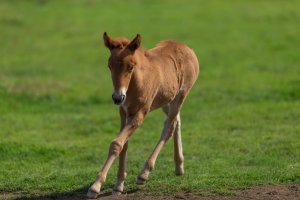 Young Pony Running.jpg
