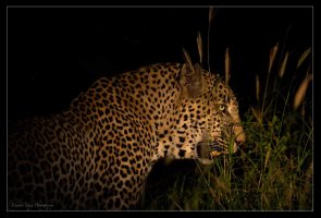 Night Hunt.jpg