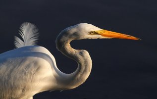 Egret with Feather Sticking Up.jpg