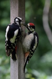 IMG_1742r1 v1 h1080.jpg