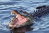 Alligator Crabbing in Salt Marsh 05.jpg