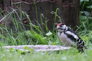 IMG_1793r1 v1 h1080.jpg