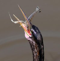 Anhinga with Shrimp 03.jpg