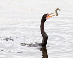 Anhinga Fishing.jpg
