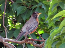 AmericanRobin_0943_1200.jpg