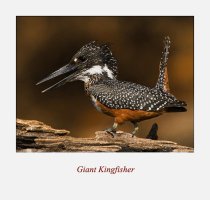Giant King Fisher for web.jpg