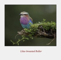 Lilac Breasted Roller for web.jpg