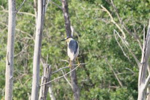 Black-crowned_Night Heron2.JPG