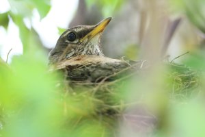 Robin_F_Nest.JPG
