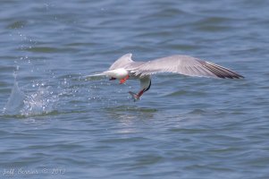 tern-fishing.jpg