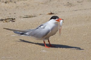 tern-fish.jpg
