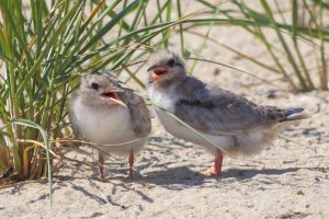 tern-chicks.jpg