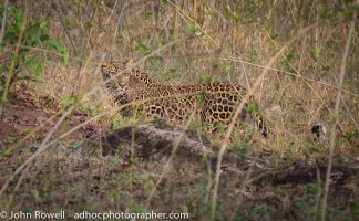 leopard.jpg