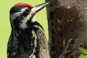 YBSapsucker_F.JPG