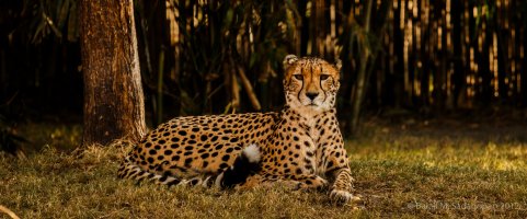 Cheetah.jpg