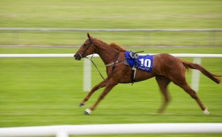 Loose Horse Pan Shot (1).jpg