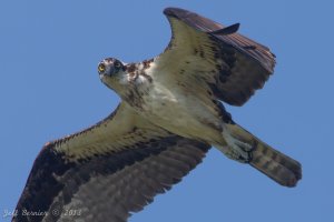 osprey.jpg