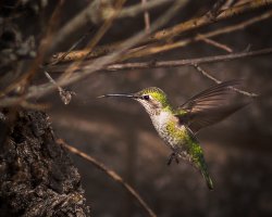 Hummingbird.jpg