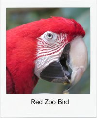 red zoo bird pm.jpg