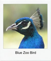 blue zoo bird pm.jpg