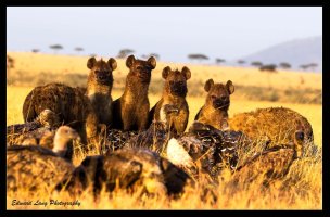 4 Hyenas.jpg