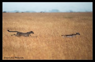 Doomed in The Serengeti.jpg