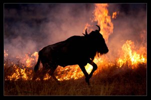 Burning Wildebeeste.jpg
