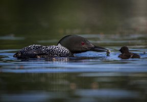 IMG_0737 crop-1 rs.jpg