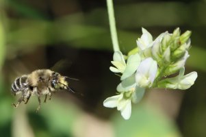 Bee_300X2.JPG