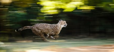 CheetahChase.jpg
