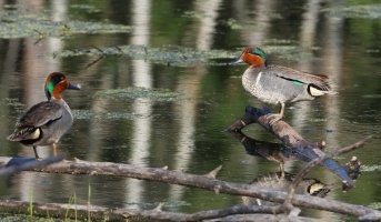 Green-winged_Teal_pair.JPG