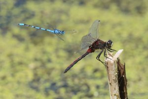 Dragonflies.JPG