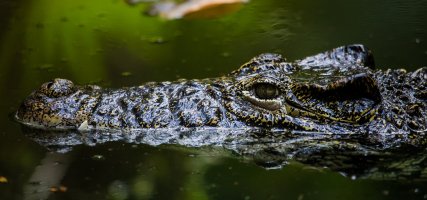 Gator1-2.jpg