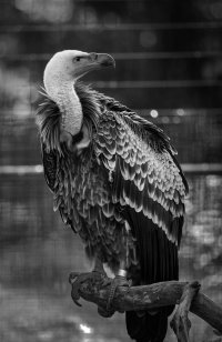 condor1.jpg
