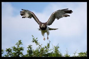 Arican Snake Eagle.jpg