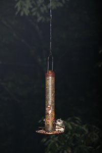 IO5A9814 Flying squirrel.jpg