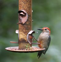 IO5A7737 red bellied woodpecker.jpg