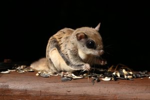 IO5A9857-Flying squirrel.jpg