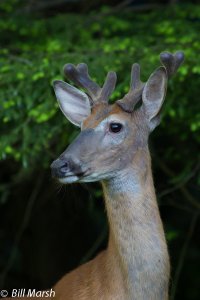 Whitetail.lg.jpg