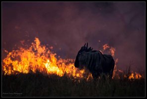 Burning Wildebeest.jpg