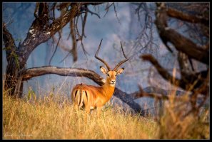 Impala in the Smoke.jpg