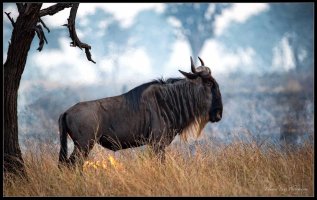 Wildebeest in the Smoke.jpg